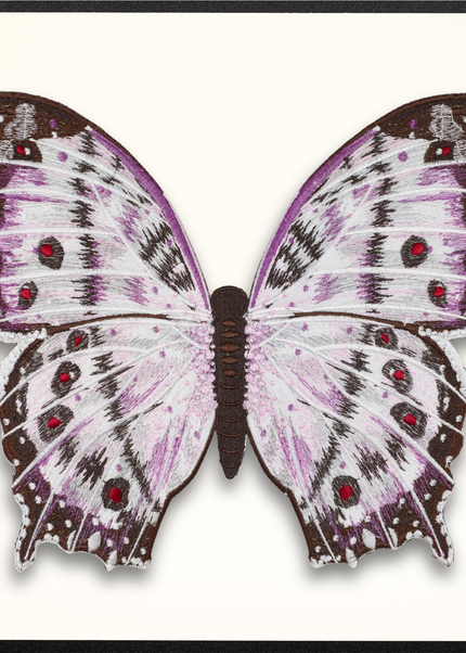 Mother of Pearl Butterfly