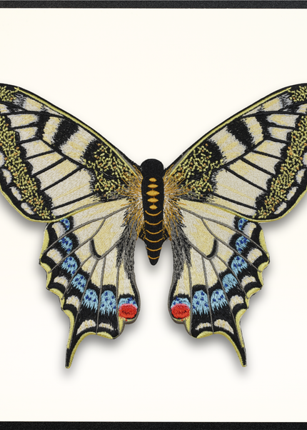 Swallowtail Butterfly