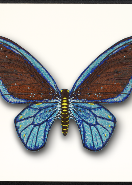 Cairns Birdwing Butterfly