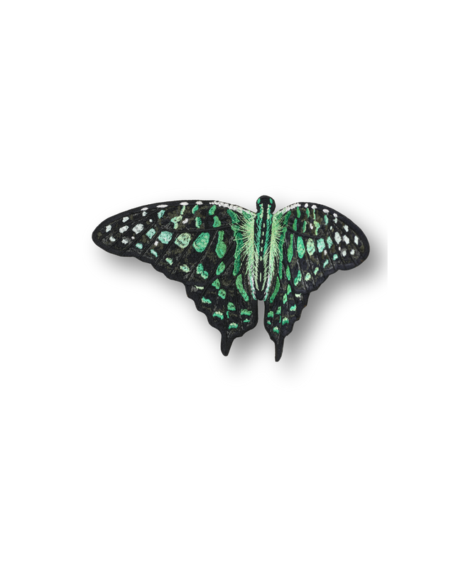 Tailed Jay Butterfly