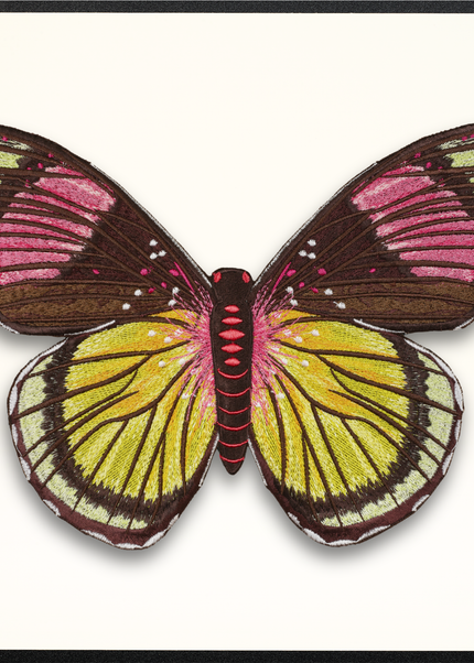 Painted Beauty Butterfly