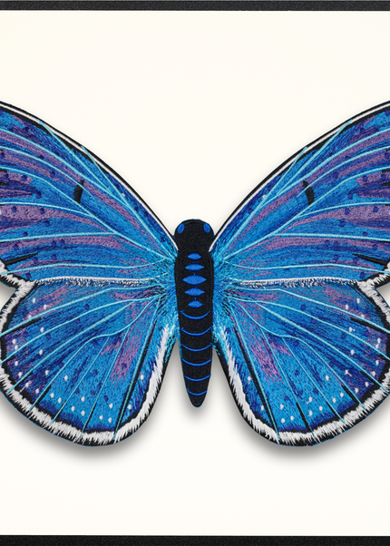 Adonis Blue Butterfly