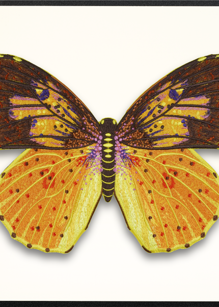 Southern Dogface Butterfly