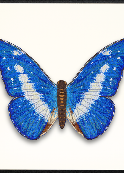 Blue Morpho Helena Butterfly