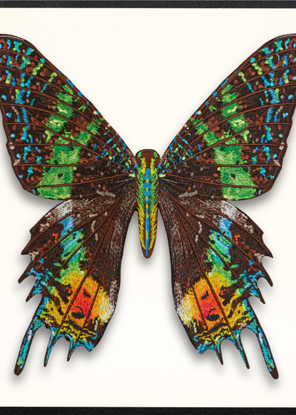Madagascar Moth