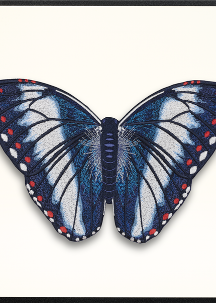 Blue Nowab Butterfly