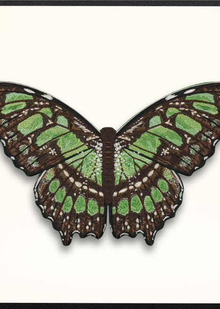Malachite Butterfly