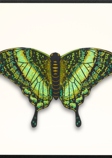 Emerald Swallowtail Butterfly
