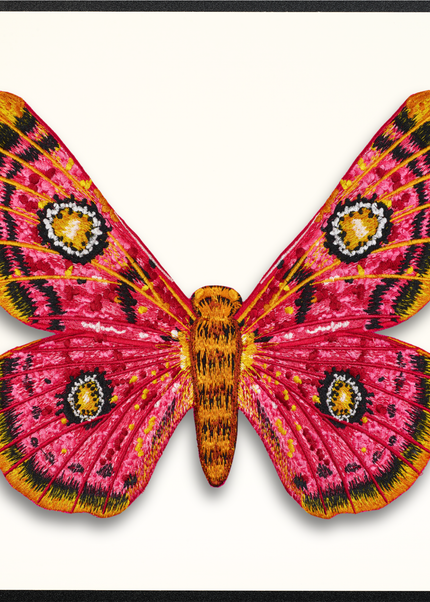 African Moth Butterfly