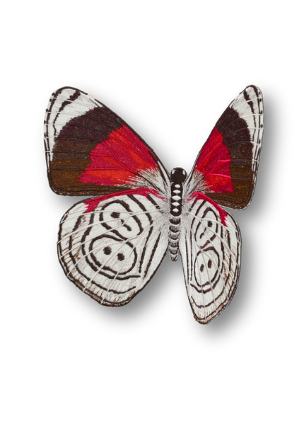 88 Butterfly Patch