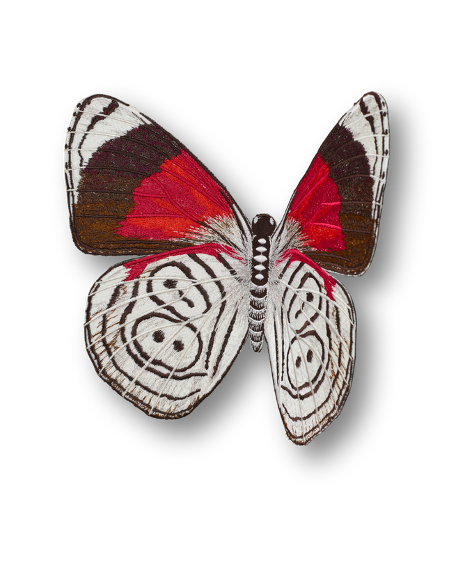 88 Butterfly Patch