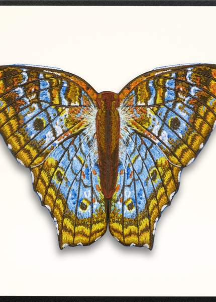 White Peacock Butterfly