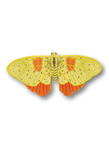Orange Barred Sulpher Butterfly Patch