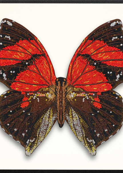 Ecuador Butterfly