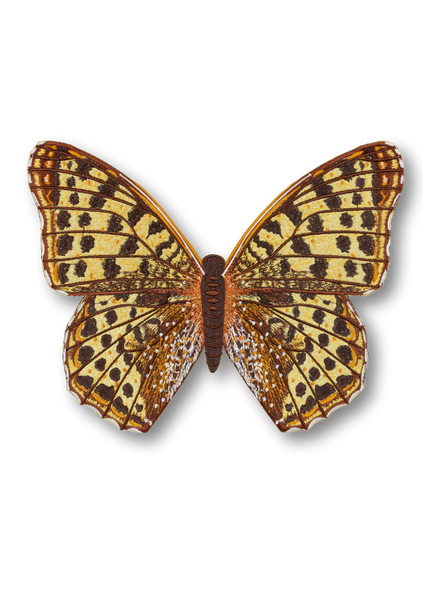Queen of Spain Butterfly Patch