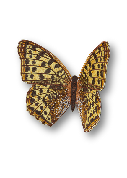 Queen of Spain Butterfly Patch