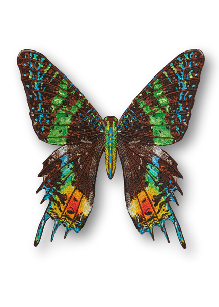 Madagascar Moth Patch
