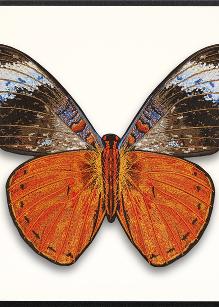 Red Flasher Butterfly