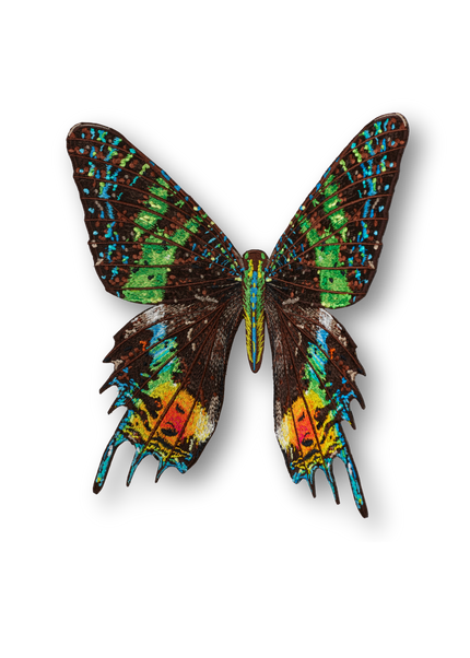 Madagascar Moth Patch