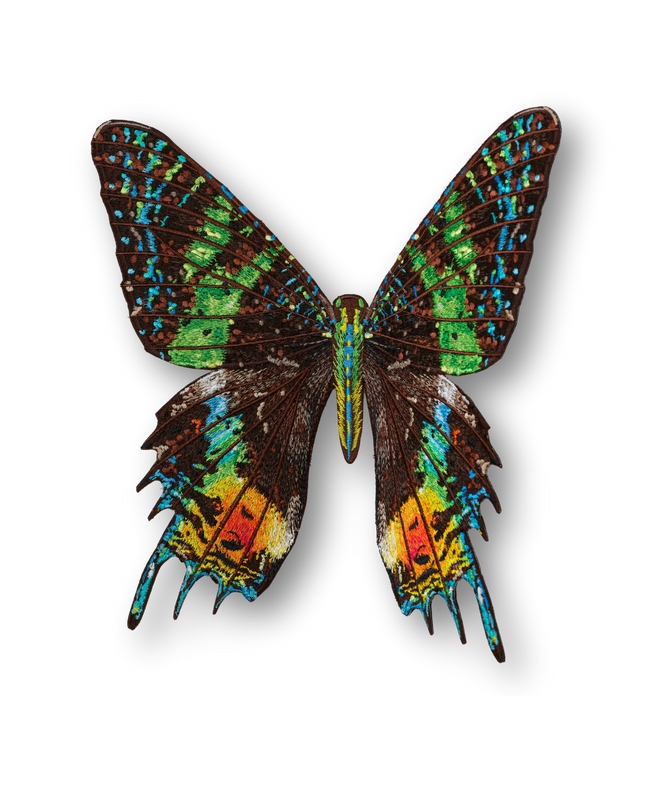Madagascar Moth Patch