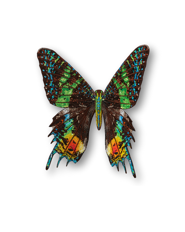 Madagascar Moth