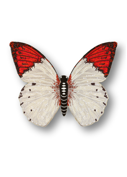 Pieridae Butterfly Patch