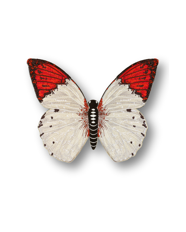 Pieridae Butterfly Patch