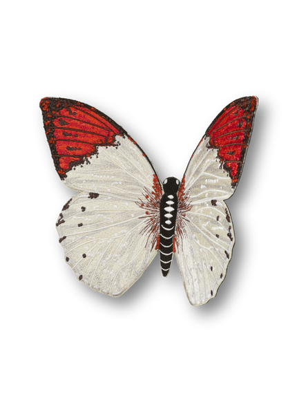 Pieridae Butterfly Patch