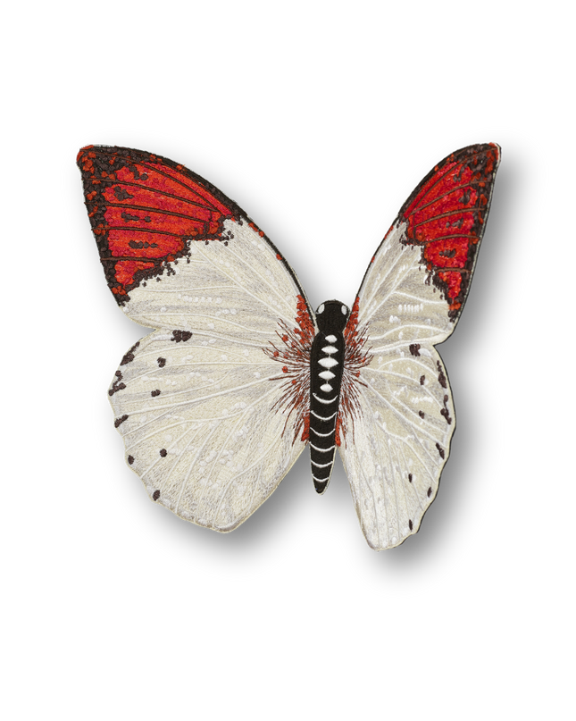 Pieridae Butterfly Patch