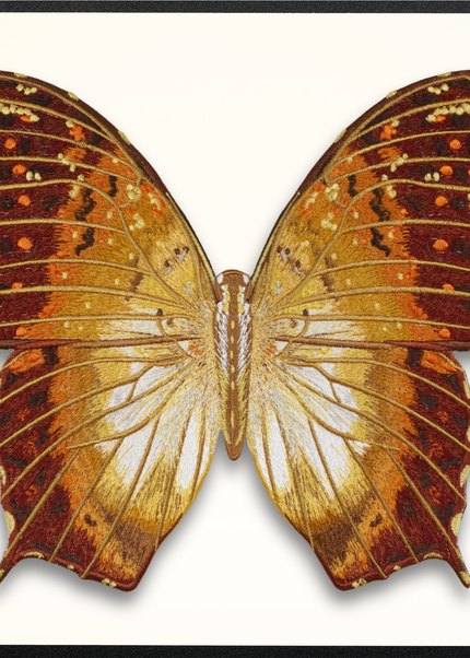 Charaxas Butterfly